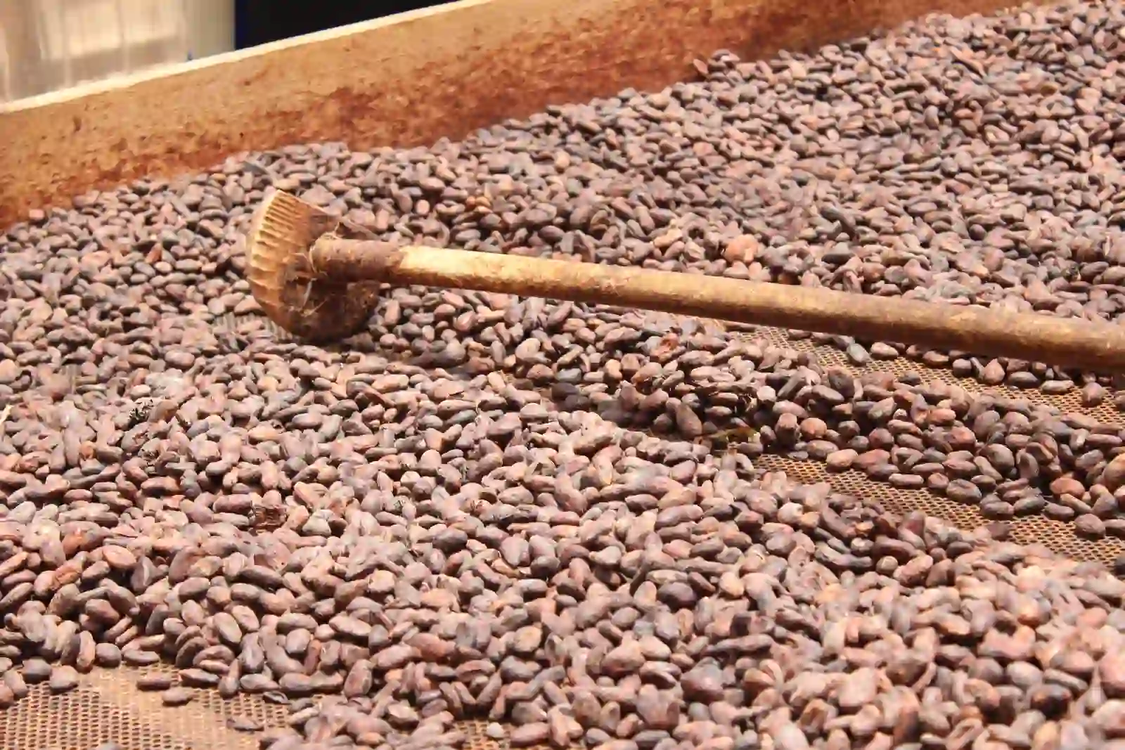 Cocoa beans drying in the sun on wooden trays at Belmont Estate, Grenada