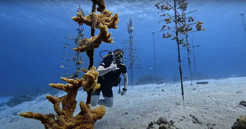 Scuba diver exploring a colorful coral reef with sponges and tropical fish off the coast of Curacao