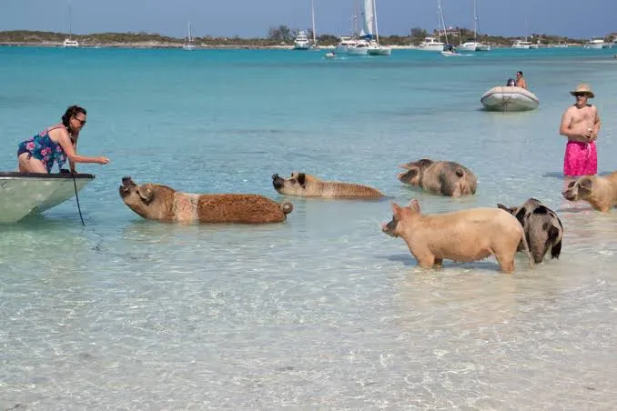 Pigs swimming out to a boat in clear turquoise water in the Exuma Cays, Bahamas