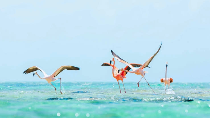 Pink flamingos wading in the shallow water of Flamingo Pond on North Caicos