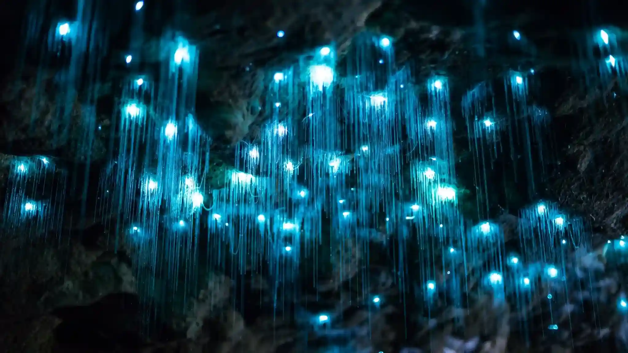 Glowing green bioluminescent marine worms lighting up dark water at night in Turks and Caicos