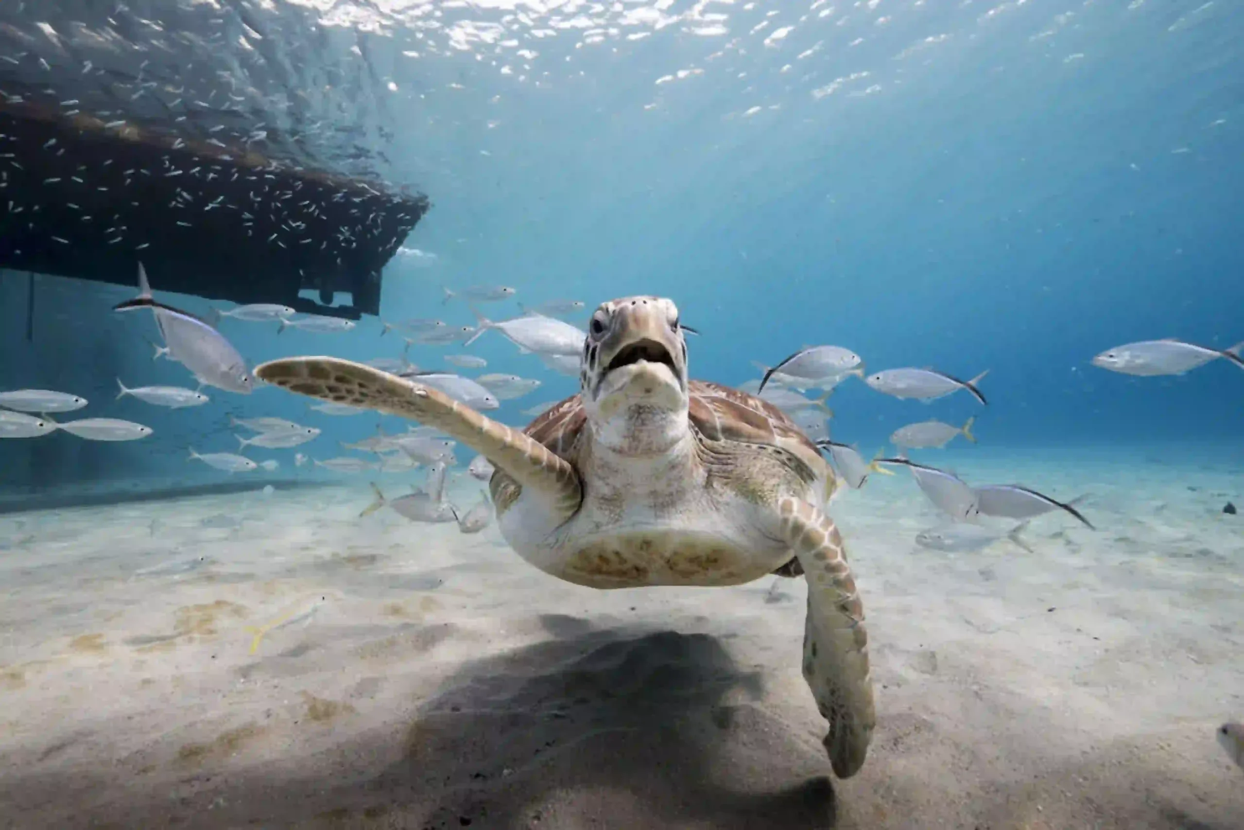 Green sea turtle swimming in clear water near the fishing pier at Playa Piskado, Curacao