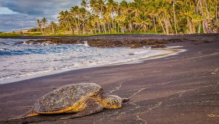 Snorkeler watching a green sea turtle over seagrass in clear water in Saint Barthelemy