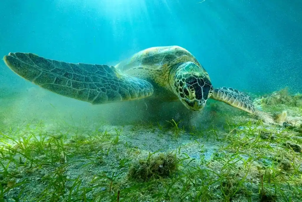 Green sea turtle grazing on seagrass in clear shallow water at Grande Anse d'Arlet, Martinique