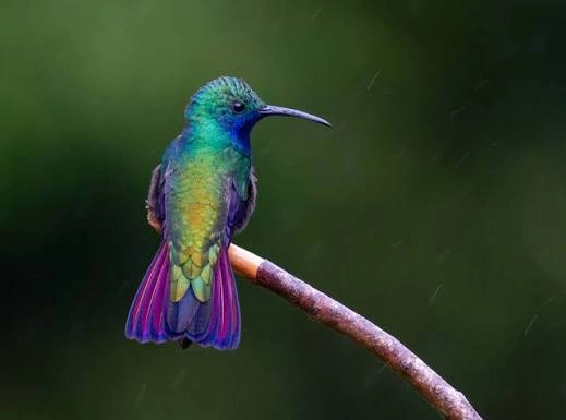 Tufted coquette hummingbird feeding on a flower in the gardens of the Asa Wright Nature Centre, Trinidad