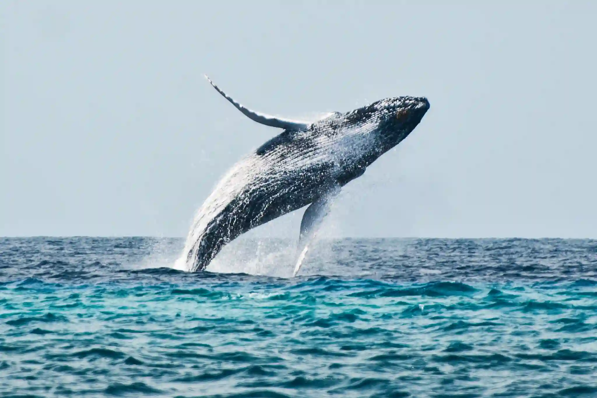 Humpback whale tail rising above the sea near Salt Cay, Turks and Caicos