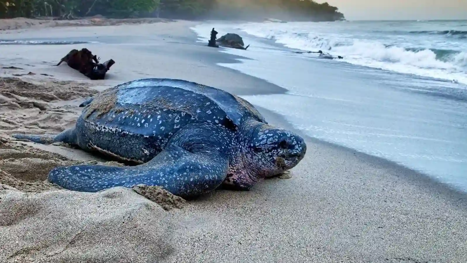 Huge leatherback sea turtle nesting on the sand at night on Grande Riviere beach, Trinidad