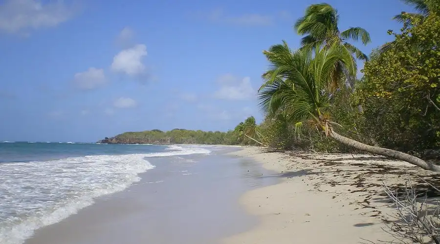 White sand and turquoise water lined with coconut palms at Les Salines beach, Sainte-Anne, Martinique
