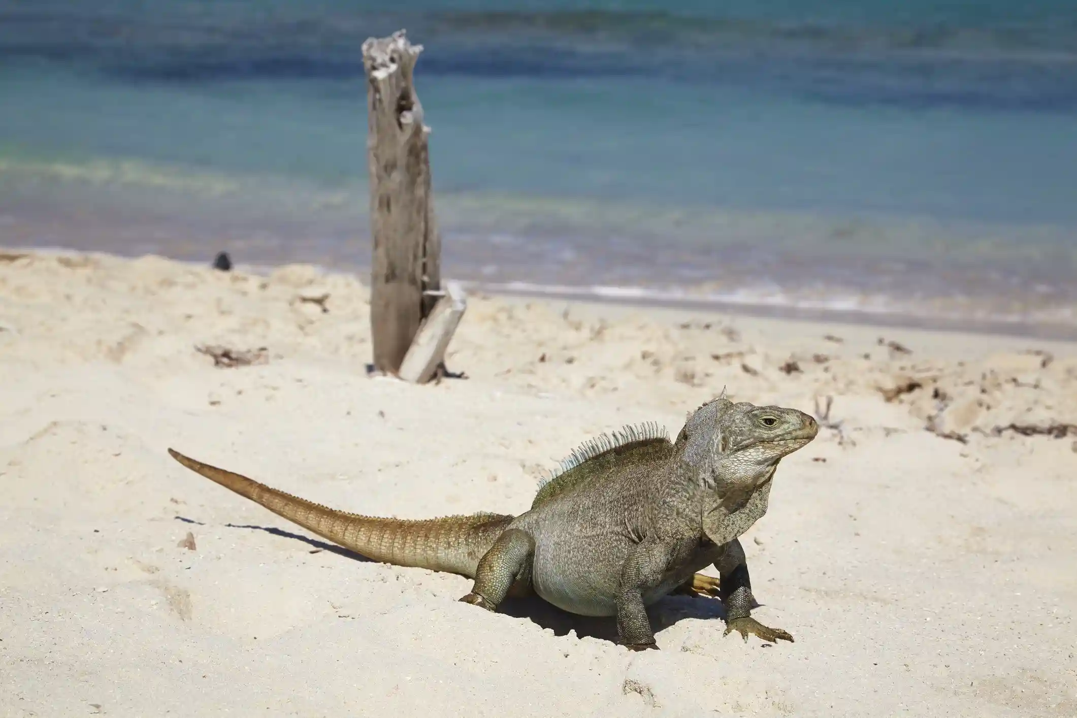 Turks and Caicos rock iguana resting on sand beside the boardwalk on Little Water Cay