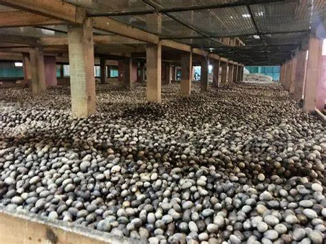 Workers sorting nutmegs on wooden trays inside the nutmeg processing station in Gouyave, Grenada