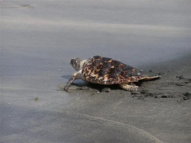 Young hawksbill sea turtles swimming in a pool at the Old Hegg Turtle Sanctuary in Bequia