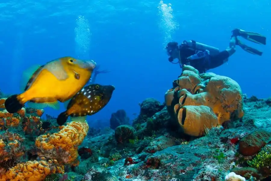 Scuba diver swimming beside huge coral formations at Palancar Reef, Cozumel
