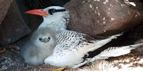 Red-billed tropicbird with long white tail streamers flying past the cliffs of Saba
