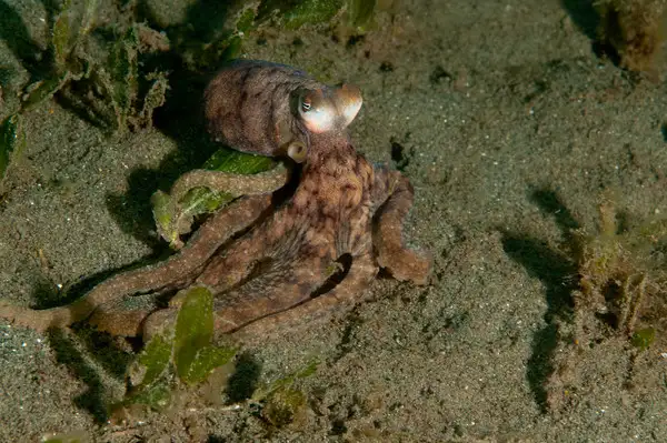 Seahorse clinging to coral in clear water on a reef off Saint Vincent