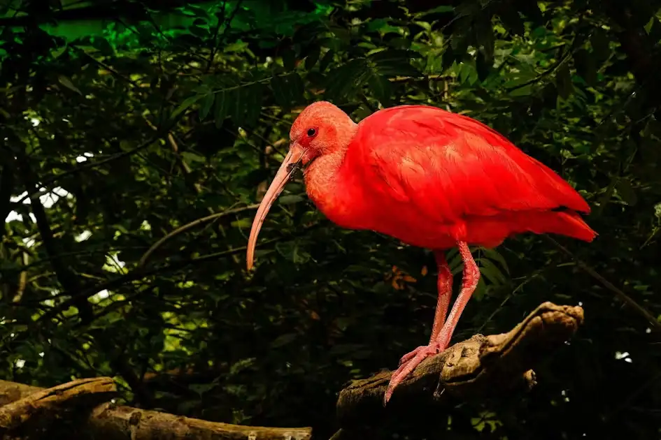Flock of bright red scarlet ibis roosting in mangrove trees at sunset in the Caroni Swamp, Trinidad