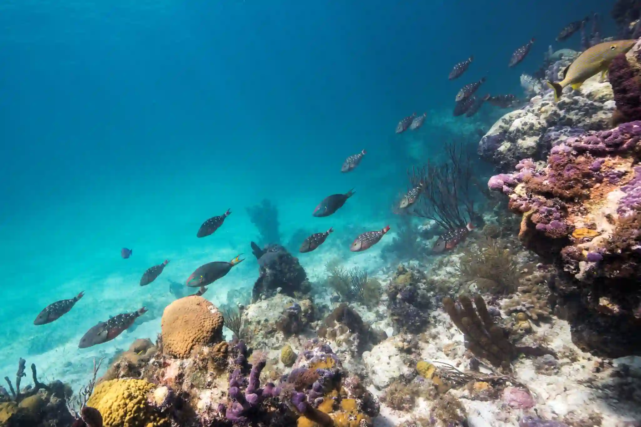 Snorkeler swimming above coral heads and tropical fish at Smith's Reef, Providenciales