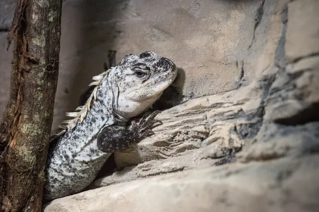 Utila spiny-tailed iguana, known locally as the swamper, resting on a mangrove branch