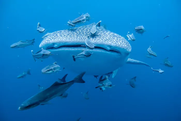 Snorkeler swimming alongside a spotted whale shark near the surface off the north coast of Utila