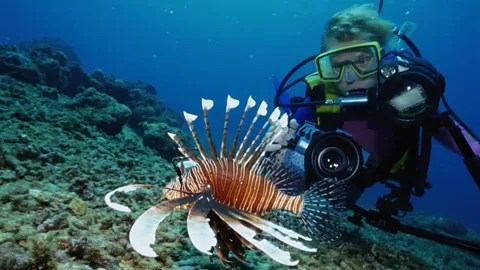 Diver surveying coral health with a slate on a reef off Utila