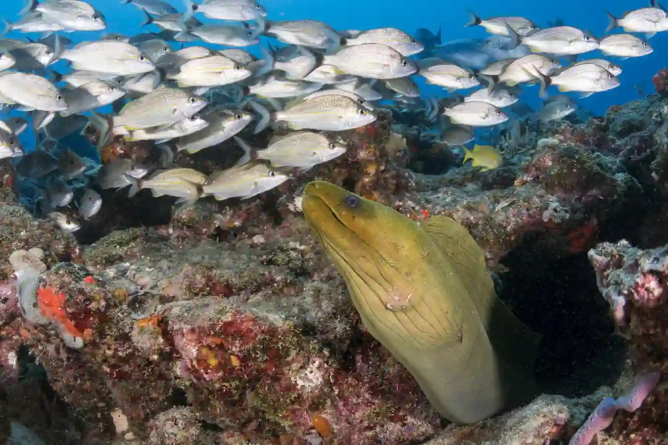 Snorkeler exploring a coral-covered shipwreck in shallow clear water at White House Bay, Saint Kitts