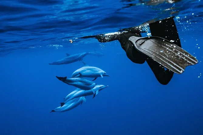Pod of wild bottlenose dolphins swimming beside a dive boat in blue water off Utila