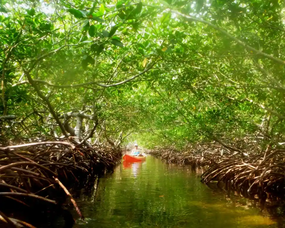 Kayaker paddling through a narrow mangrove-lined canal on Utila, Honduras