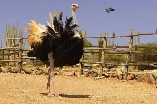 Ostriches being fed by visitors at the Aruba Ostrich Farm in the island's dry interior