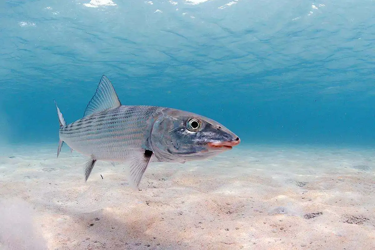 Angler fly fishing for bonefish on shallow turquoise flats near Harbour Island, Bahamas