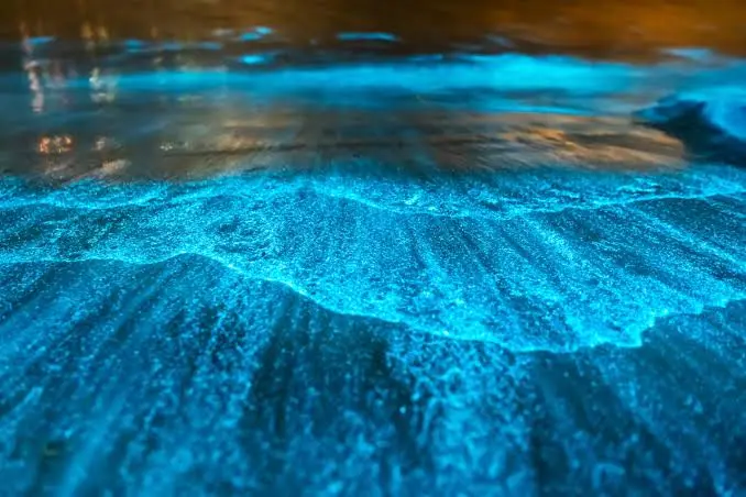 Glowing strings of bioluminescent light in dark water during a night dive off Utila